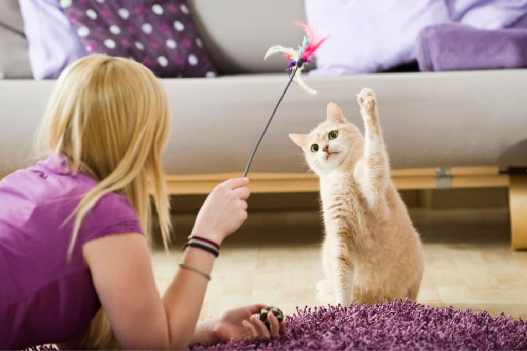 7 dicas para gastar a energia do gato em casa