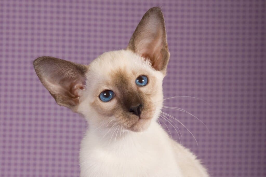 Gatos asiáticos: 7 raças que conquistaram o mundo