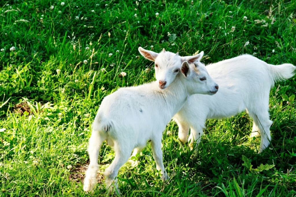 8 curiosidades interessantes sobre as cabras