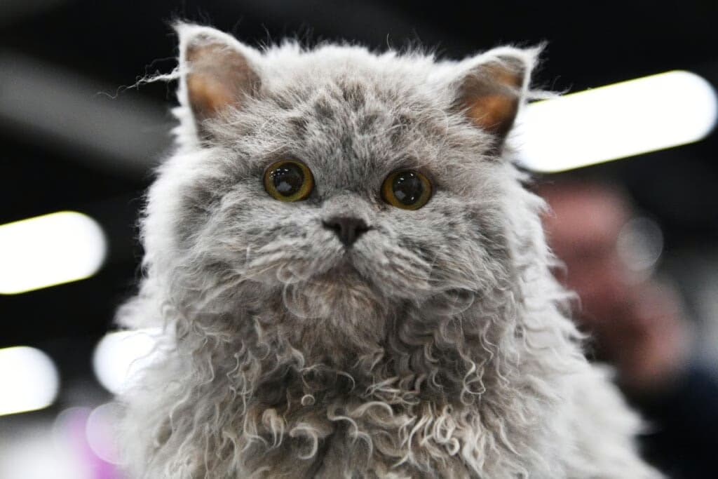 4 características do gato da raça selkirk rex