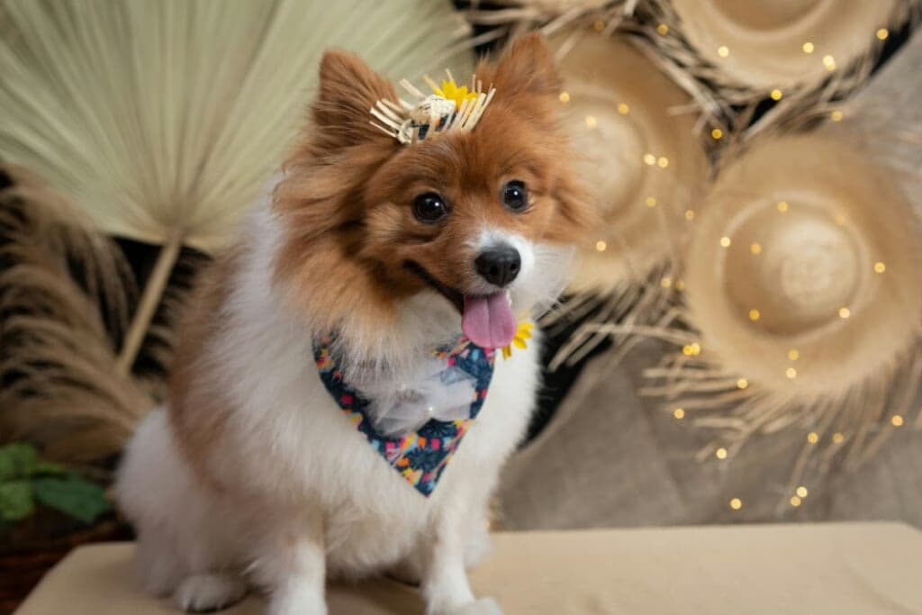 5 cuidados com os animais de estimação nas festas juninas