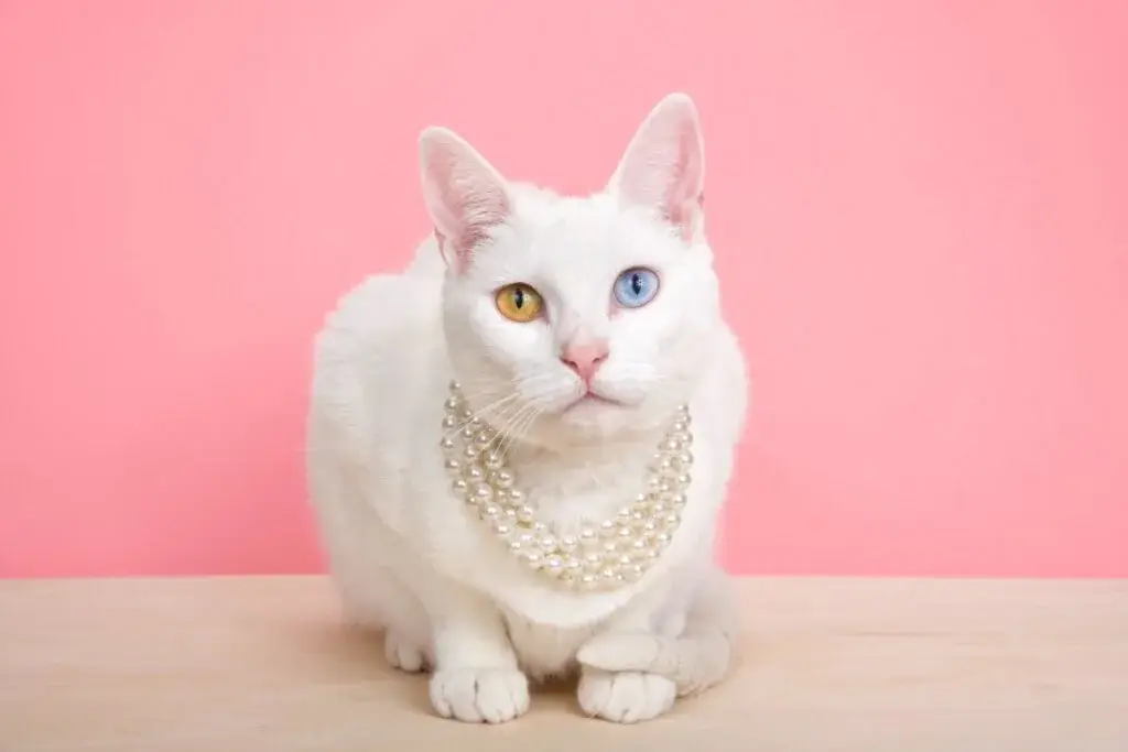 12 nomes fofos para gatos