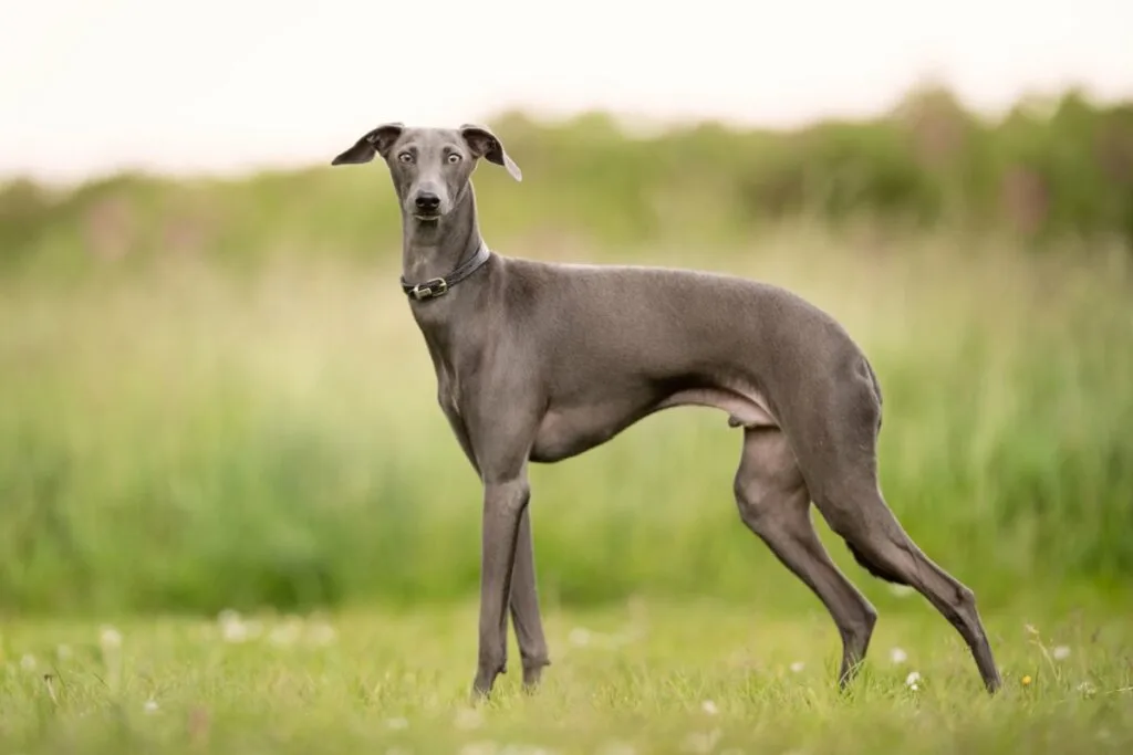 7 raças de cachorro do grupo galgo