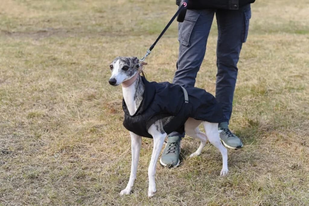 4 características do cachorro da raça whippet