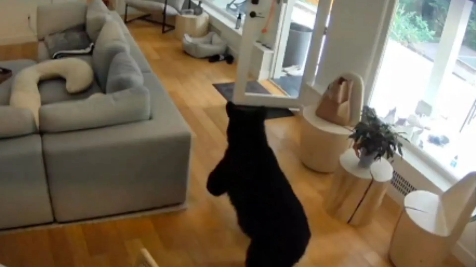 Cachorrinho valente espanta urso invasor em vídeo viral