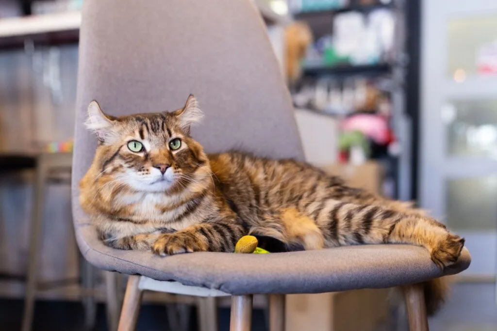 4 características do gato da raça highlander