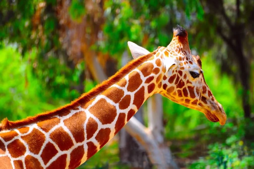 8 curiosidades interessantes sobre as girafas