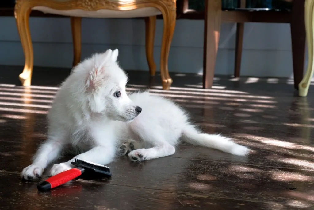 4 características do cachorro da raça spitz japonês