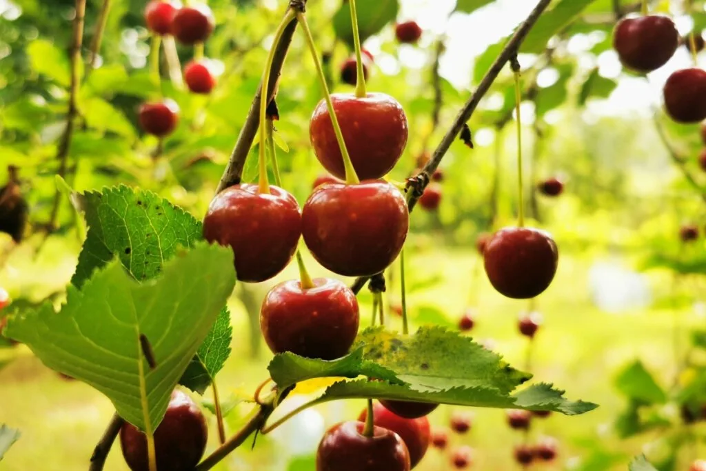 Confira os benefícios da cereja para a saúde