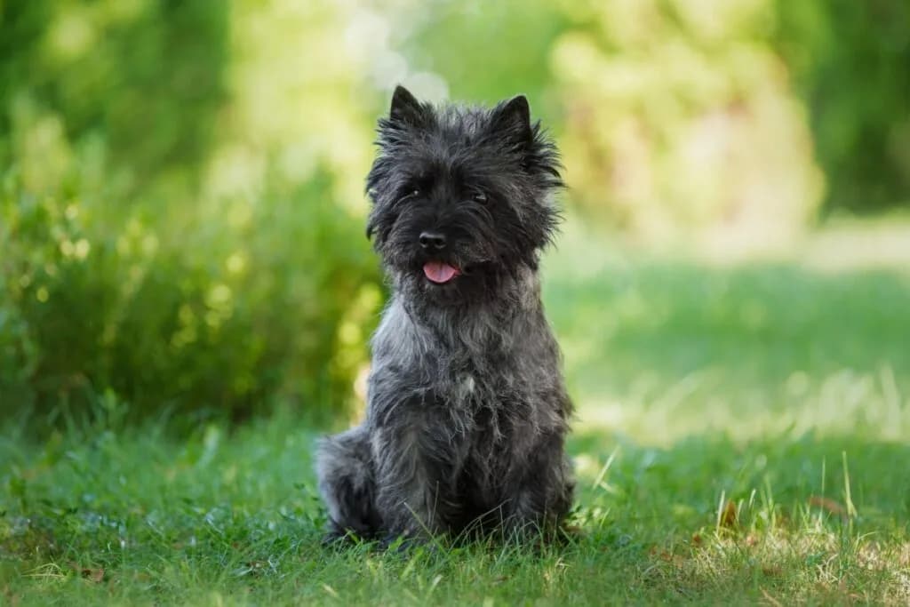 4 características do cachorro da raça cairn terrier