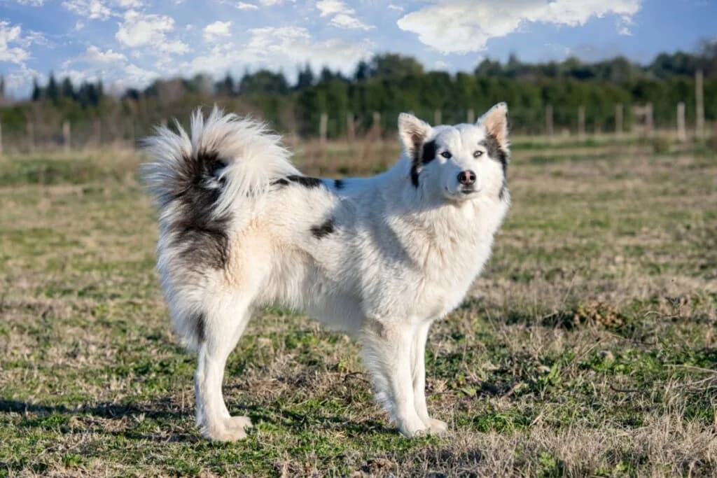 4 características do cachorro da raça yakutian laika