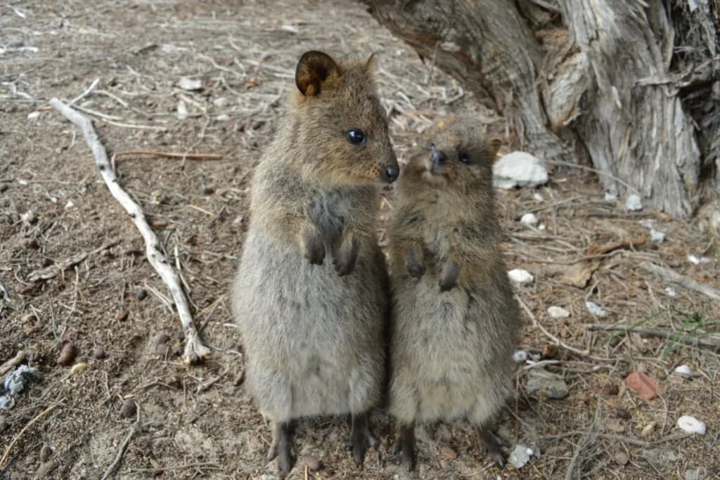 7 curiosidades interessantes sobre o quokka
