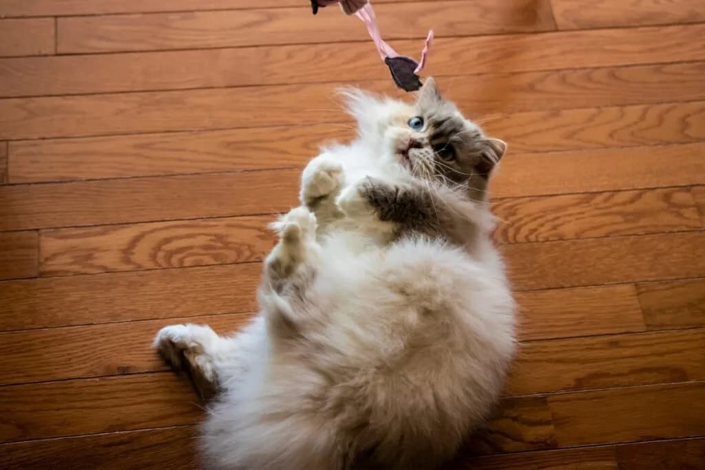 10 nomes ideais para gatos carinhosos