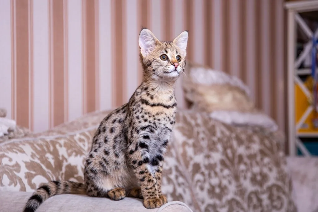 6 diferenças entre os gatos das raças savannah e bengal
