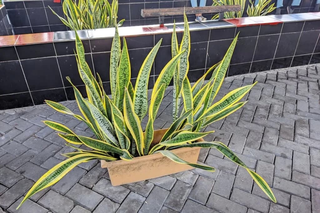 7 plantas ideais para decorar a casa e atrair boas energias