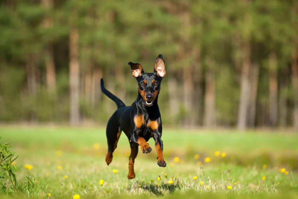 10 atividades recomendadas para o cachorro da raça pinscher