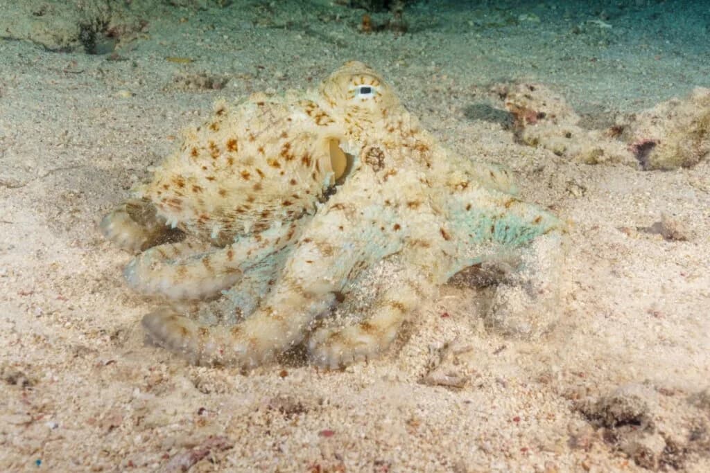 7 curiosidades impressionantes sobre os polvos