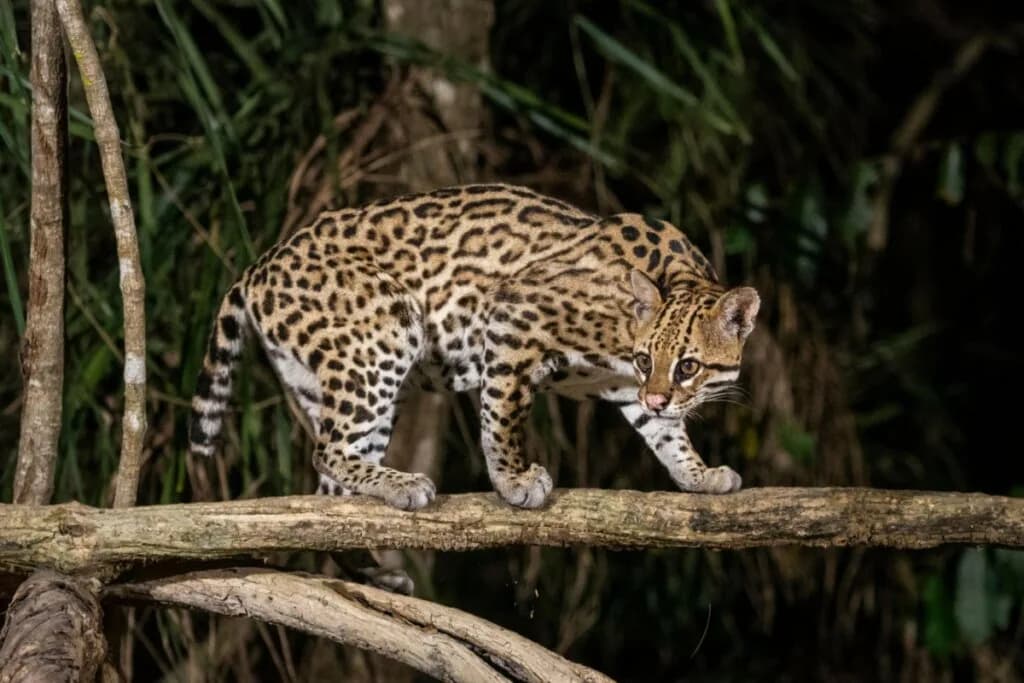 Jaguatirica: 7 curiosidades que todo amante da natureza precisa saber