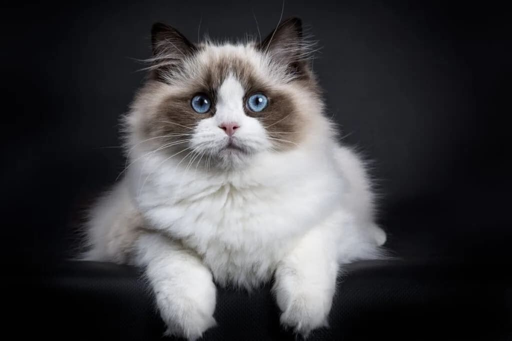 Gato sociáveis: 7 raças que gostam de companhia