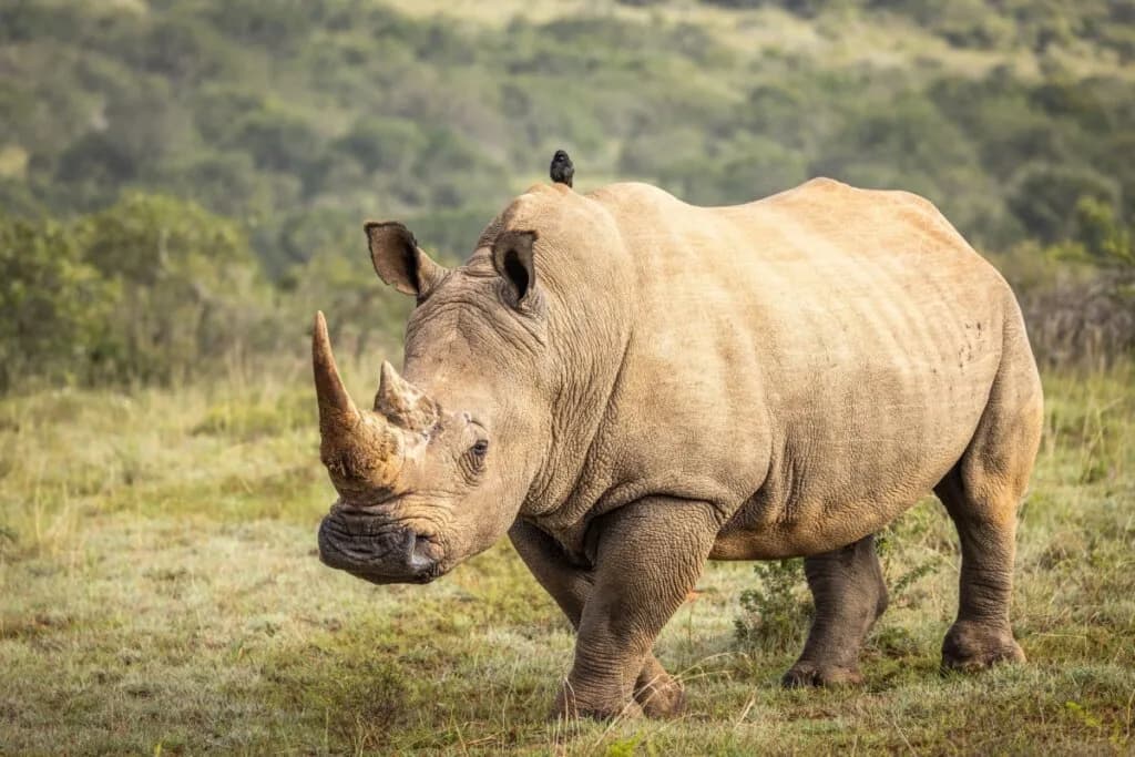 7 curiosidades interessantes sobre os rinocerontes