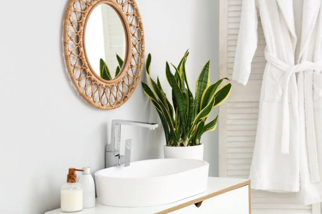 Quais plantas escolher para o apartamento? Veja 7 opções