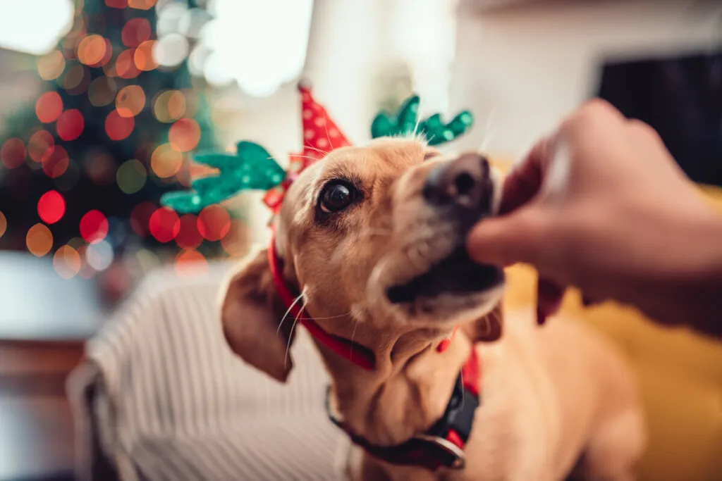 Tóxico para cachorro: 12 comidas de Natal e Ano-Novo perigosas