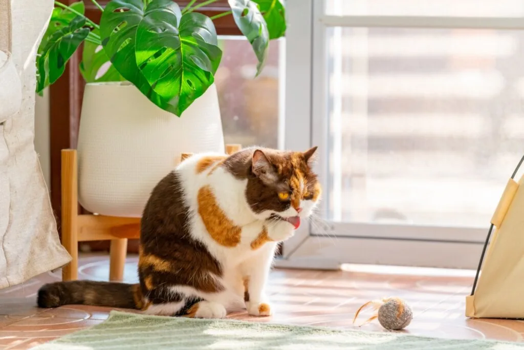 Bichanos parecidos: 10 semelhanças entre gatos domésticos e felinos selvagens
