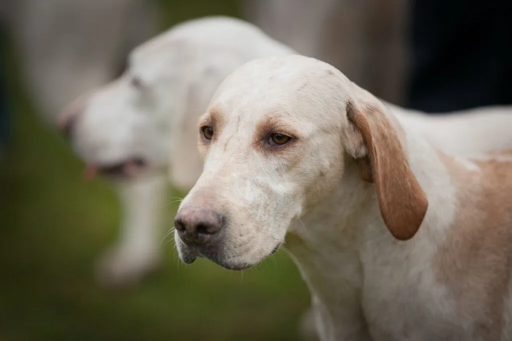 Billy: conheça as características dessa raça de cachorro