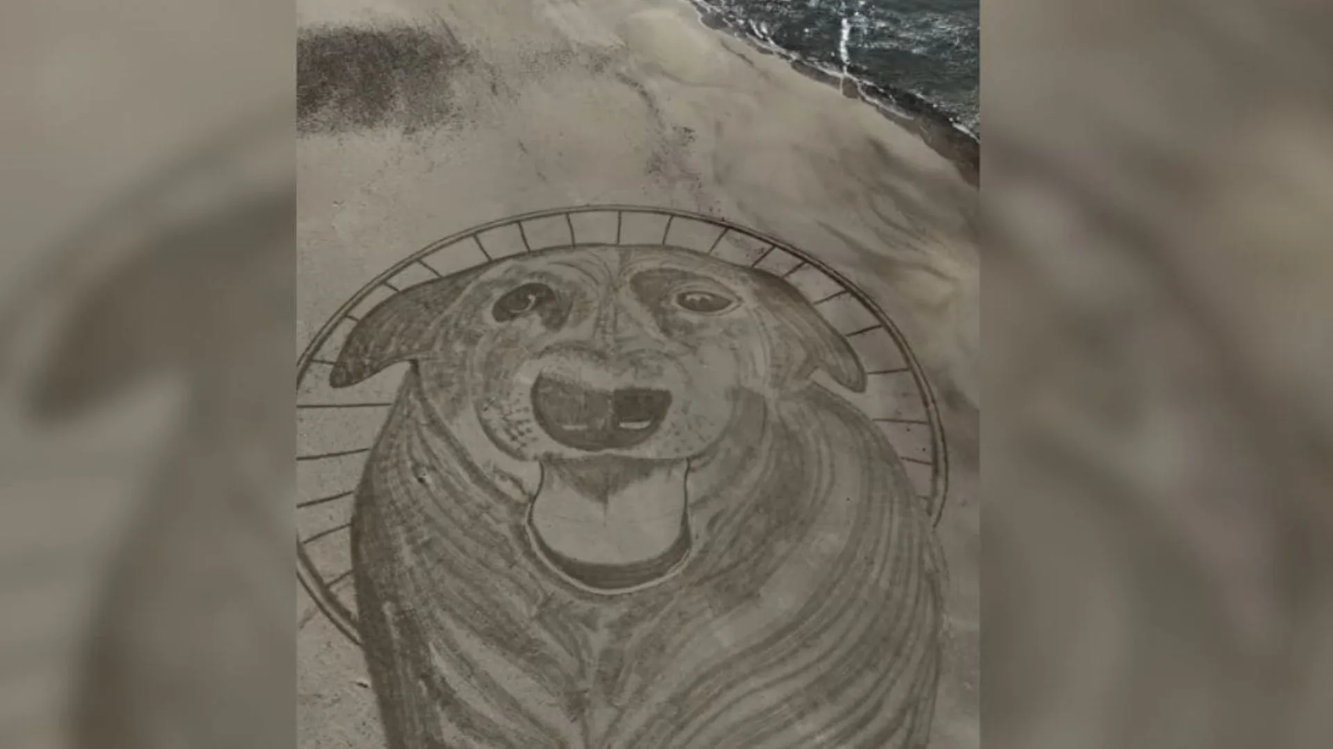 Cão Orelha recebe homenagem com desenho de 40 metros na praia