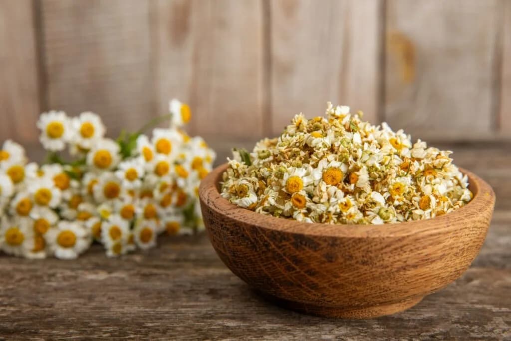 16 plantas para cultivar em casa e fazer chás saudáveis