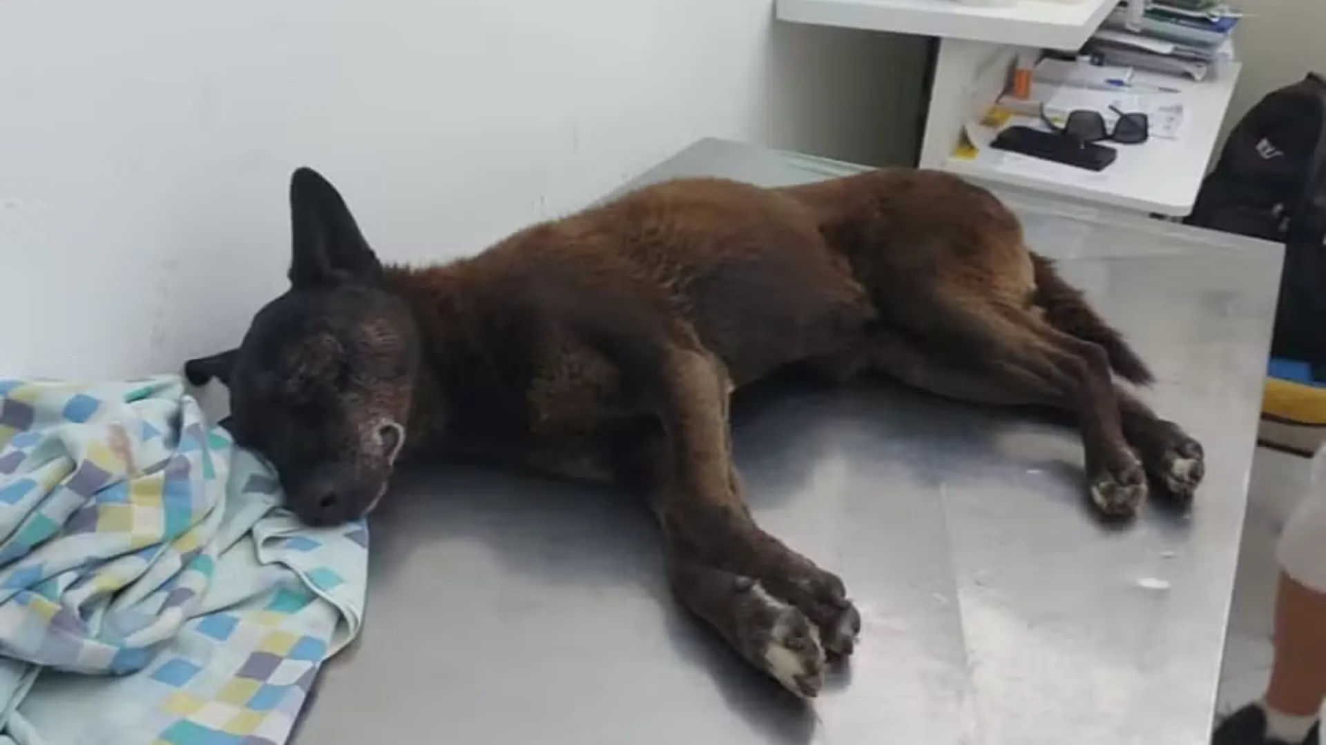 Laudo aponta agressões graves antes da morte do cão Orelha em Florianópolis