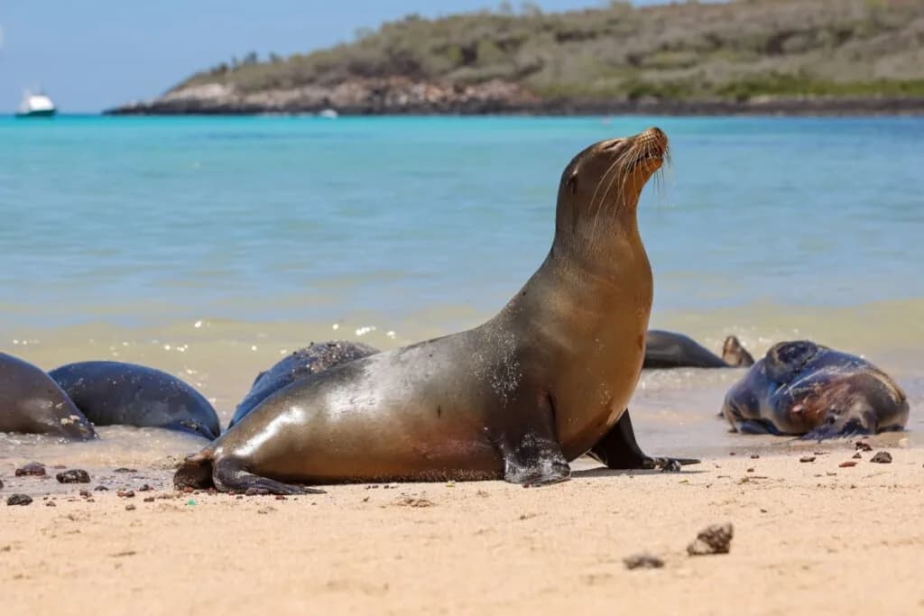 6 curiosidades fascinantes sobre o leão-marinho