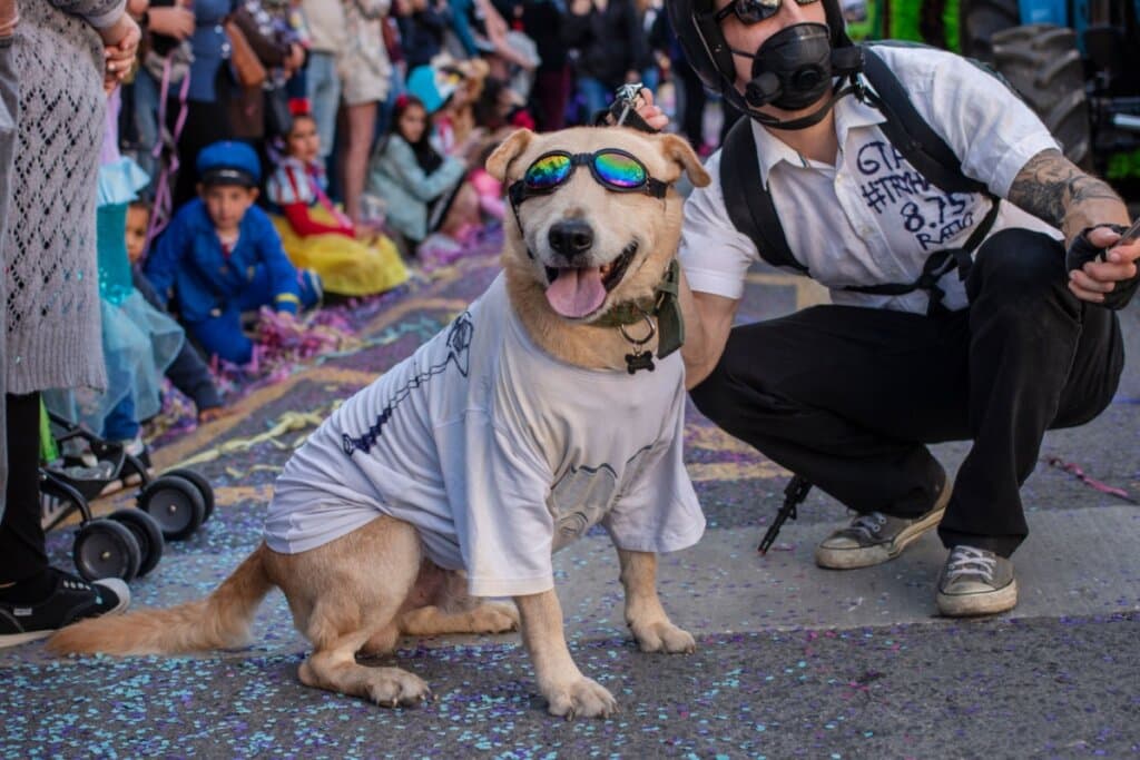 Carnaval com pets: 3 cuidados para garantir a saúde dos animais na festa