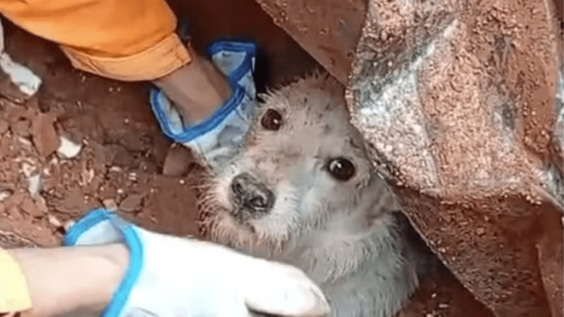Cachorrinho é resgatado após deslizamento em MG