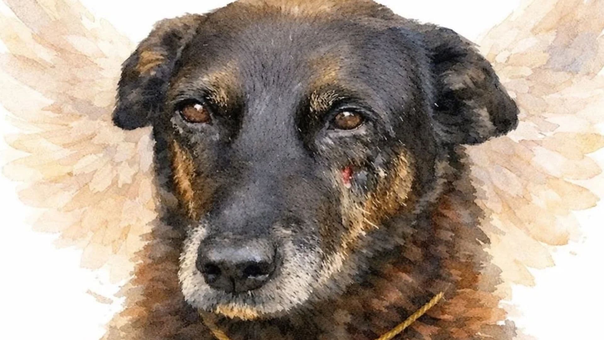 Cão Orelha: Delegada diz que não existem imagens e testemunhas das agressões