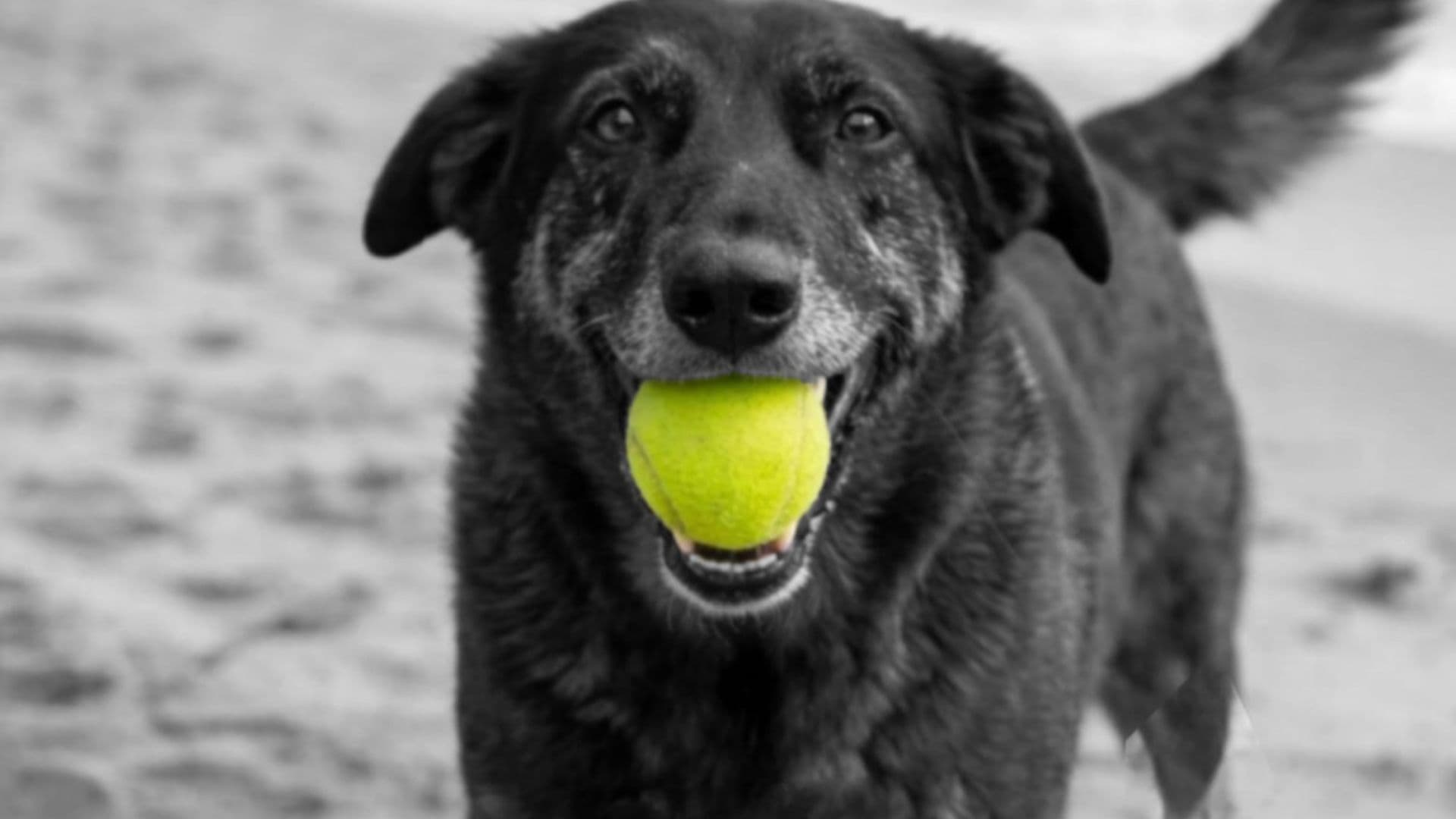 Manifestantes lotam a Avenida Paulista para pedir justiça ao cão Orelha