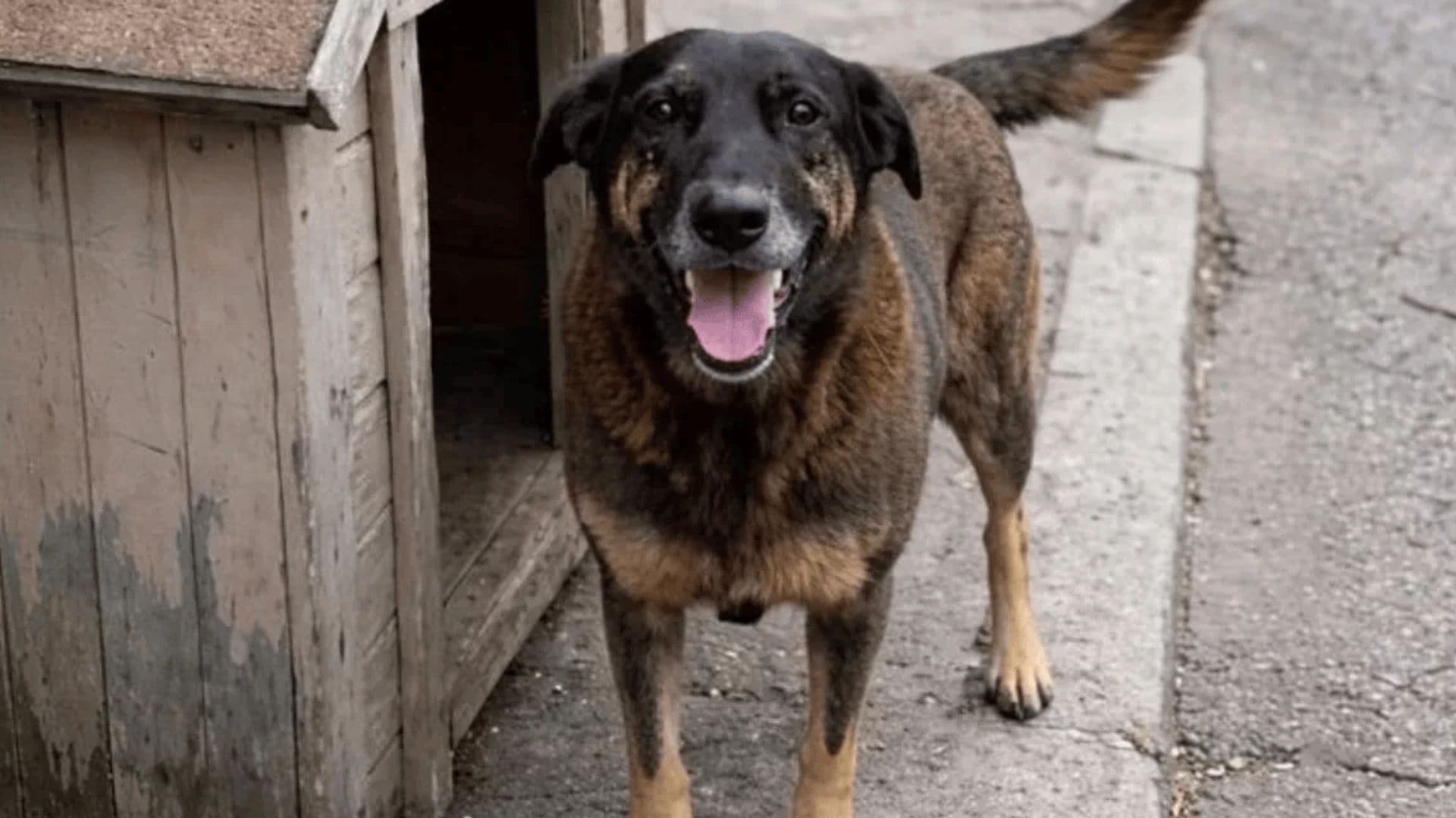 Corpo do cão Orelha é exumado para nova perícia após MP apontar ‘inconsistências’