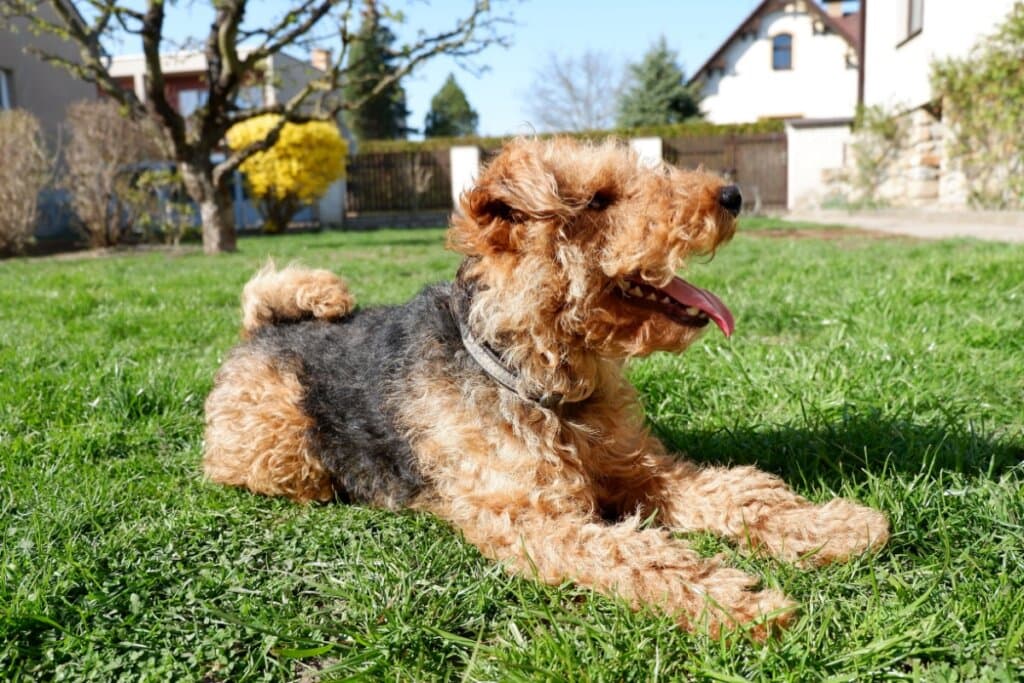 Welsh terrier: conheça as características dessa raça de cachorro