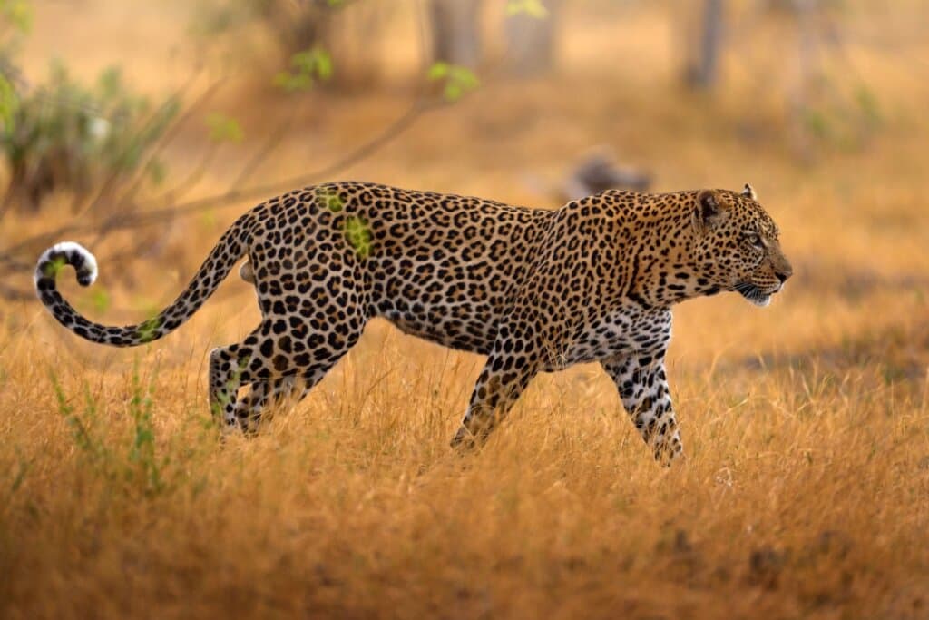 7 diferenças entre o leopardo e a onça-pintada