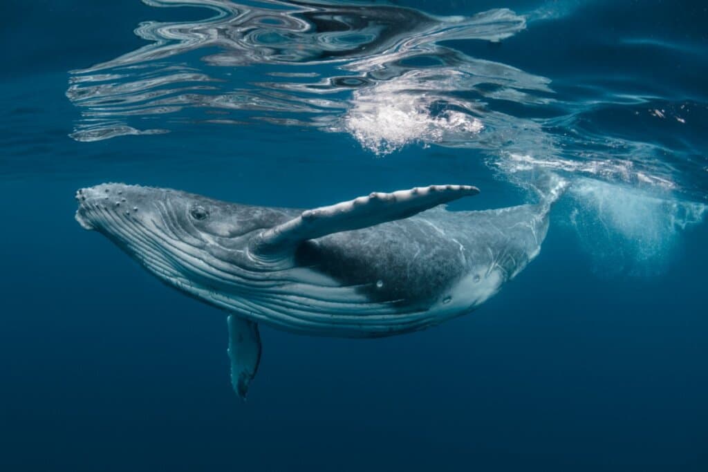 Baleia-jubarte: 7 curiosidades sobre a gigante do oceano