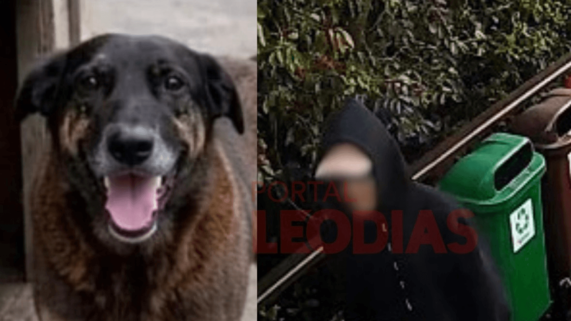 Suspeito é identificado no caso Orelha; polícia deve divulgar novos detalhes