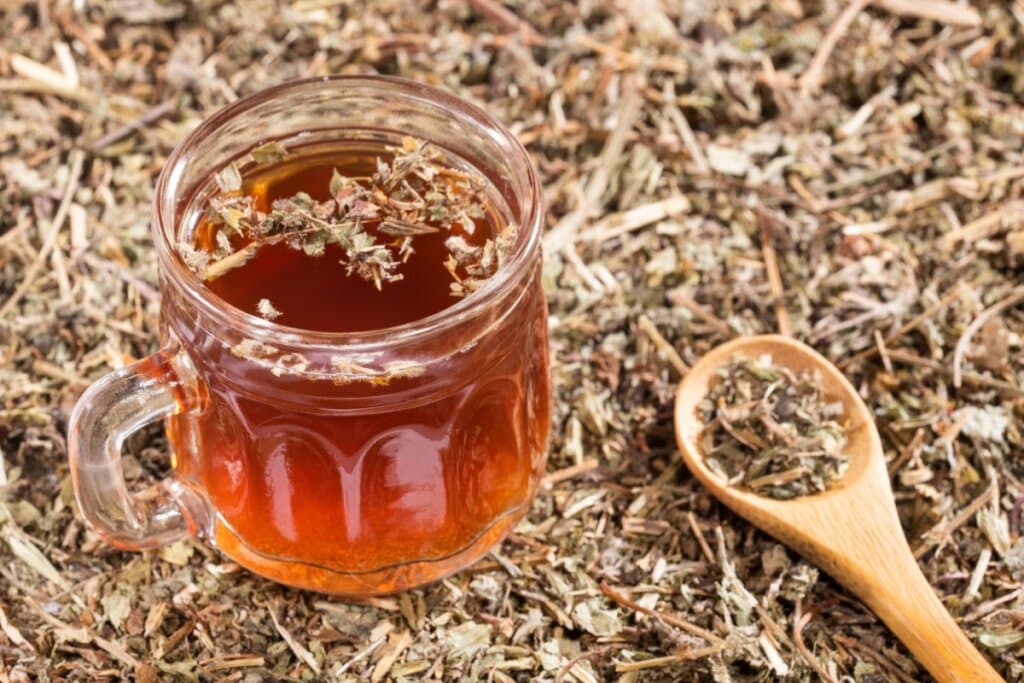 Quebra-pedra: 8 benefícios da planta que será utilizada pelo SUS