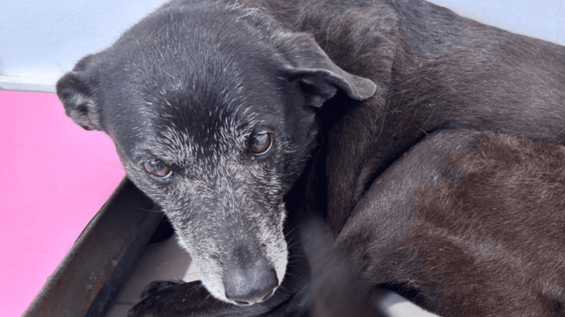 Pretinha, melhor amiga do cão orelha, é adotada por empresário
