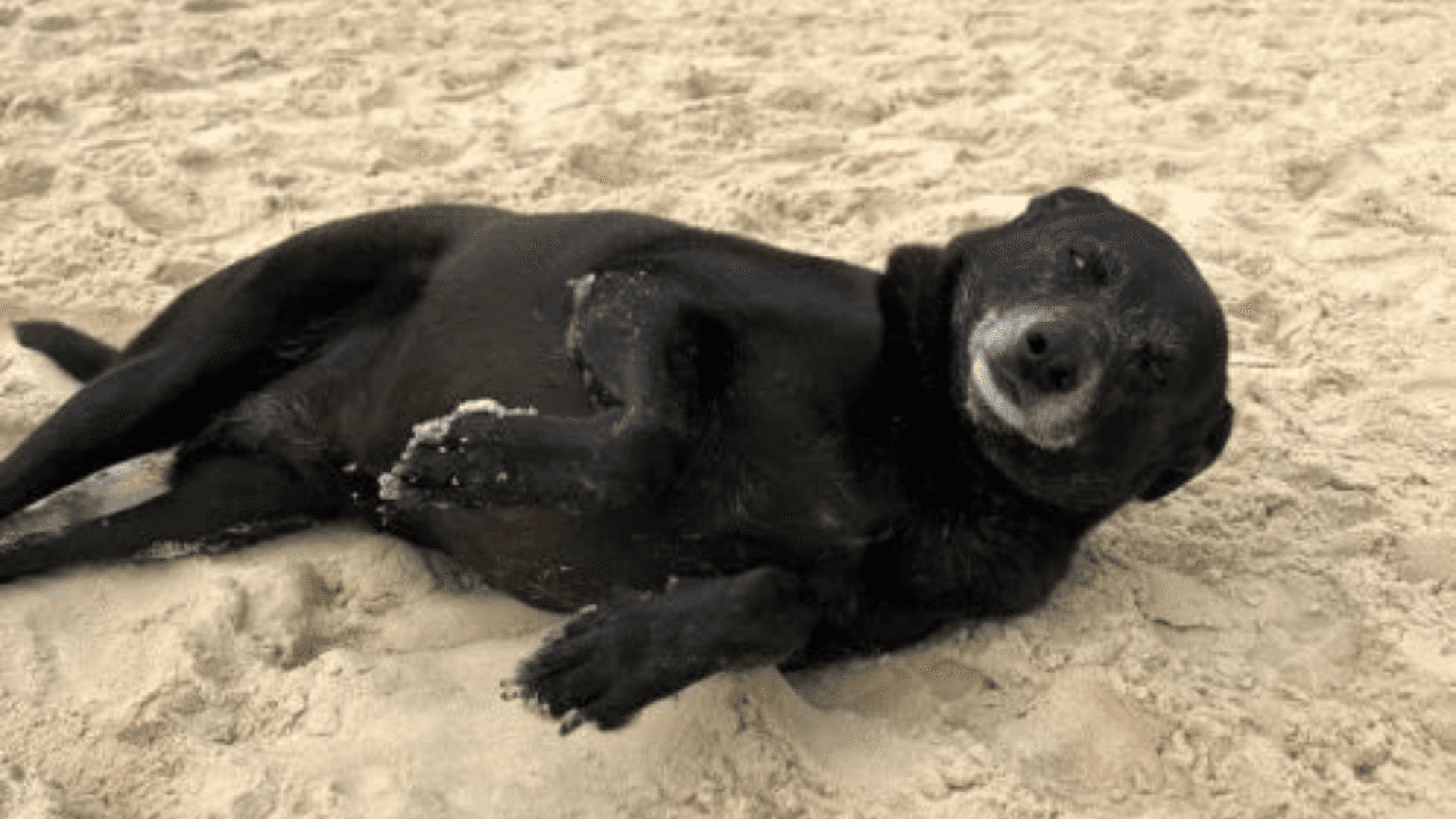 Morre a cadela Pretinha, companheira fiel do cão Orelha