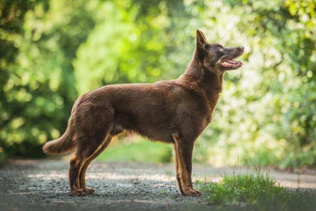Kelpie australiano: conheça as características dessa raça de cachorro
