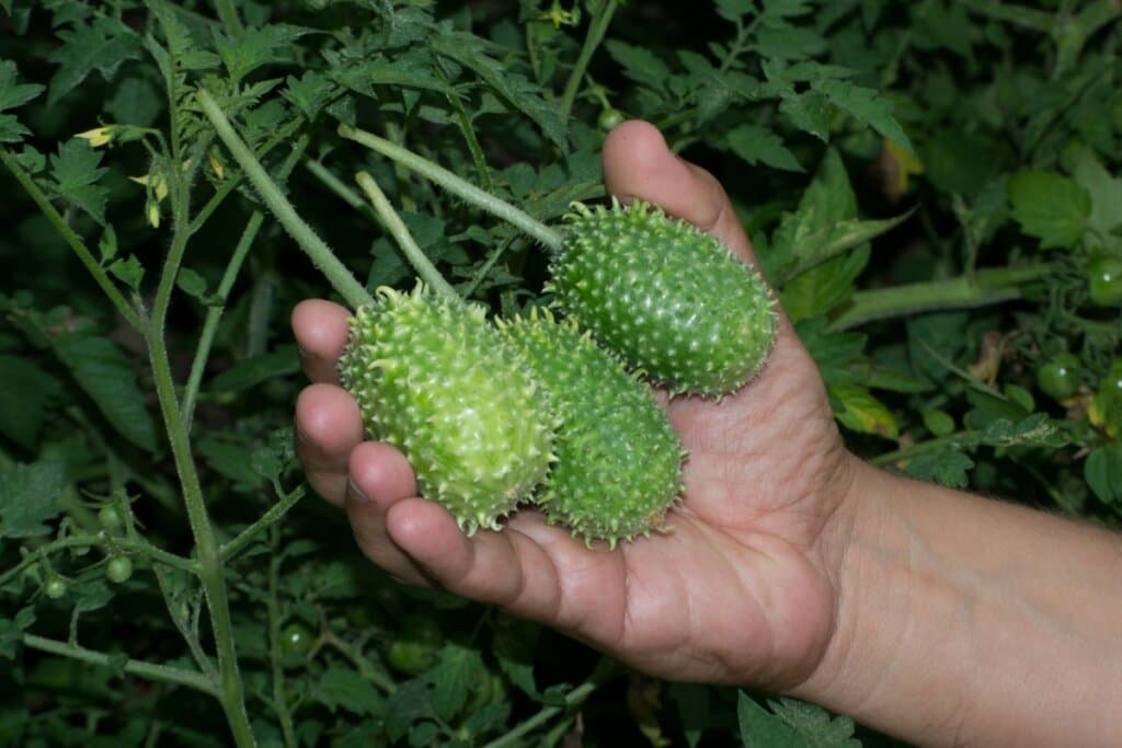 Maxixe ajuda a emagrecer? Veja 6 benefícios do vegetal e como incluir na dieta