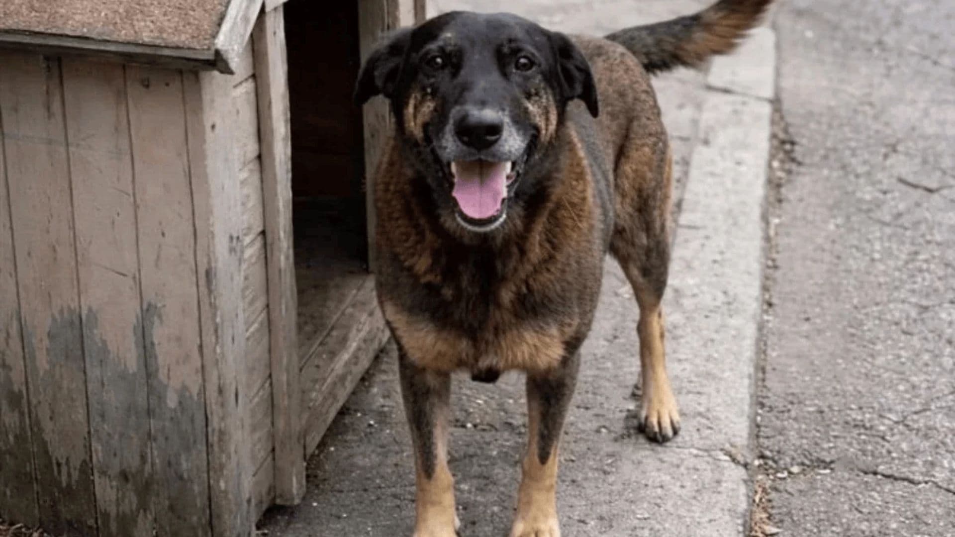 Governo anuncia ‘decreto Cão Orelha’, que endurece penas para maus-tratos