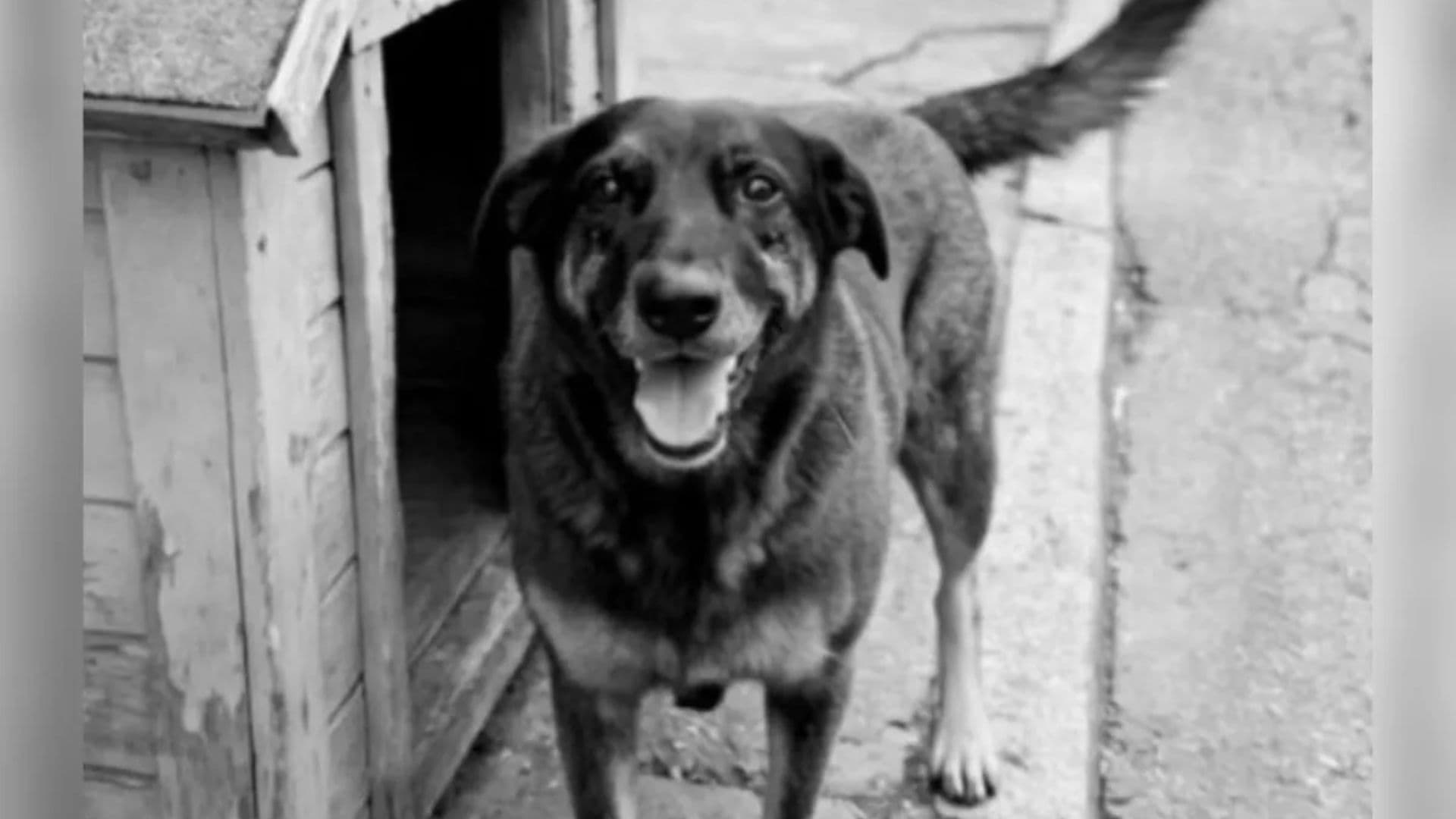 Cão Orelha: Laudo após exumação diz não identificar lesões na cabeça do animal