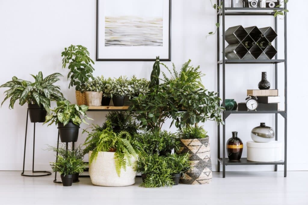 5 dicas para transformar os ambientes com plantas na decoração