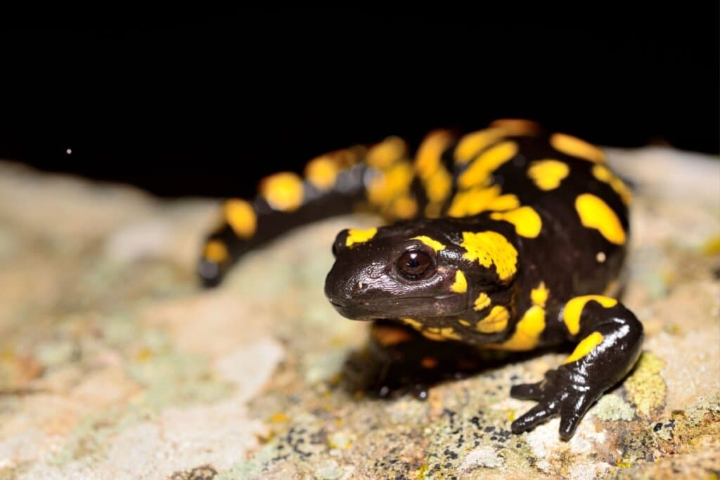 10 animais do mundo real que inspiraram os Pokémon